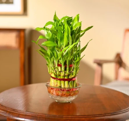Plant Premium Edition